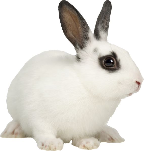 White Rabbit Cutout