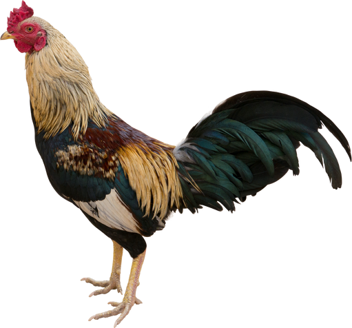 rooster isolated