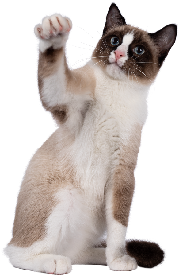 Snowshoe Cat Cutout