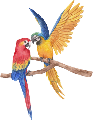Pair of Parrots in Watercolor Illustration