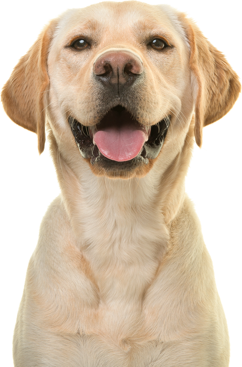 Portrait of a Blond Labrador Retriever Dog