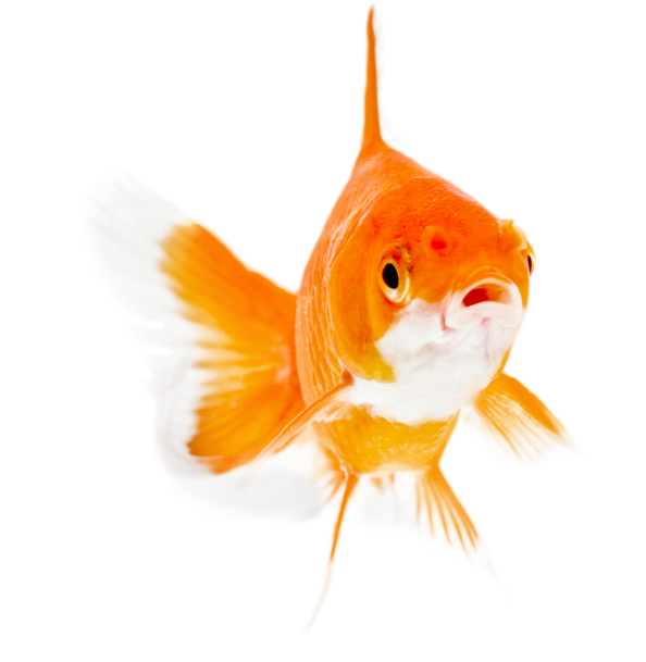 Goldfish